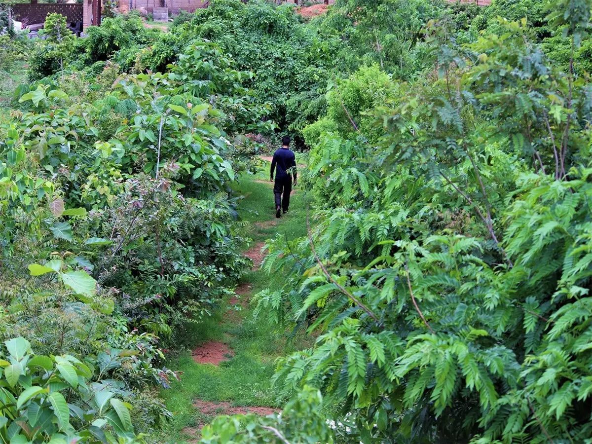 A planted urban forest in Delhi
